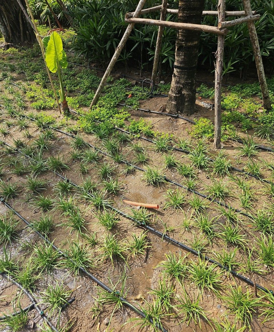 Tưới nhỏ giọt LĐT.jpg